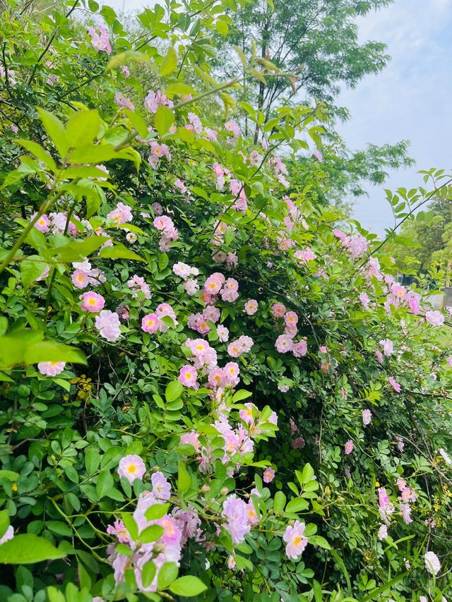 簡陽鰲山公園，春回大地