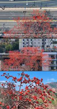 花是一座城，城是一朵花，全國唯一以花命名的城市！