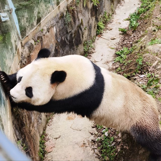 誰能拒絕可愛的大熊貓呀