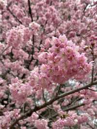  🌸 此刻的新宿御苑：櫻花樹下的浪漫瞬間