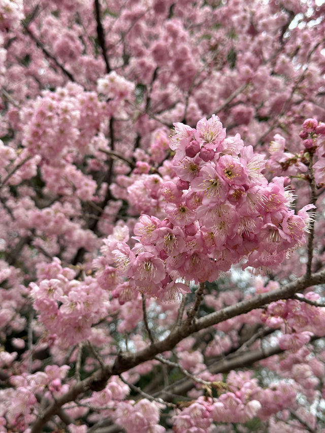  🌸 此刻的新宿御苑：櫻花樹下的浪漫瞬間