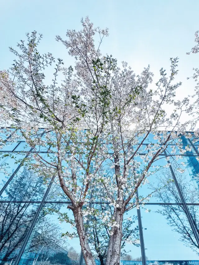 난징 벚꽃놀이｜따바오언쓰, 봄의 로맨스