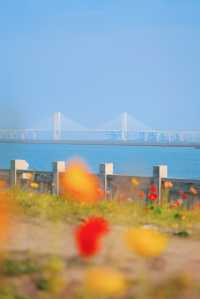 泉州濱海公園虞美人花海：現狀痛心