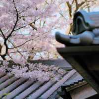 大阪竟藏著這等神仙賞櫻地🌸私藏秘境大曝光