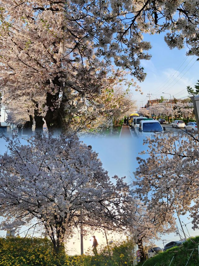 藏在忠清北道的春日限定浪漫，千萬別錯過！