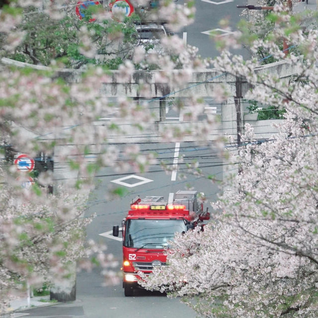 福岡限定 | 邂逅西公園的浪漫櫻花雨🌸