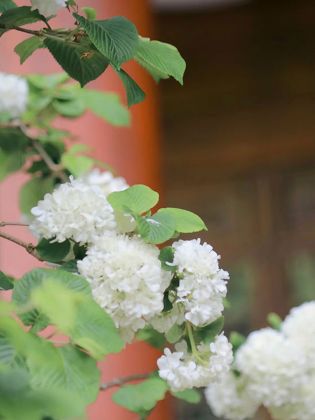 濟州島春日限定！闖入繡球花夢境