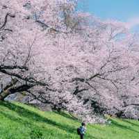 🌸追櫻地圖 | 日本的春天，是一萬次的春和景明