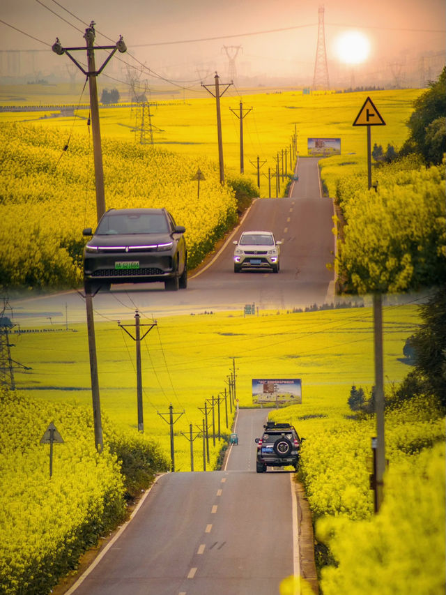 🪧雲南.羅平油菜花田