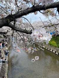 限定浪漫！名古屋五條川滿開櫻花盛宴🌸