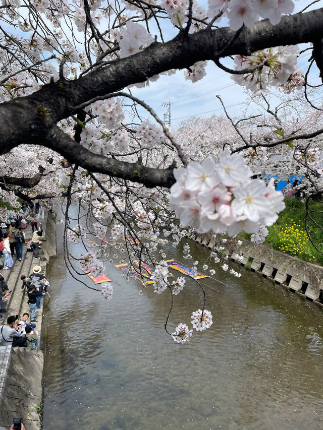 限定浪漫！名古屋五條川滿開櫻花盛宴🌸