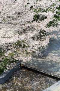 避開人潮！邂逅武漢王家墩公園的夢幻櫻海
