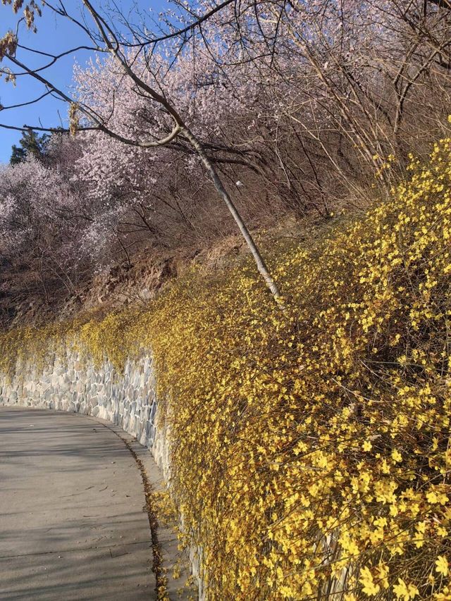 北京西山國家森林公園賞花超全攻略