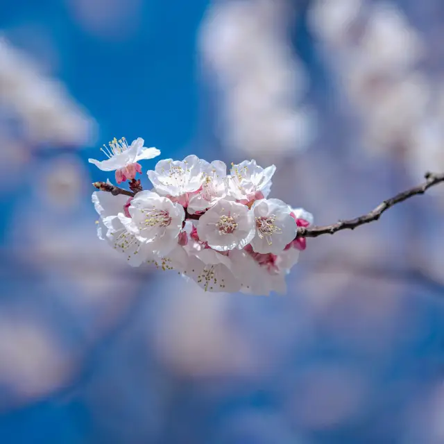 A Trip to Wuhan University