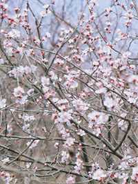 春日限定 | ‌ ‌‌‌南崖清水岩賞桃花遊玩攻略
