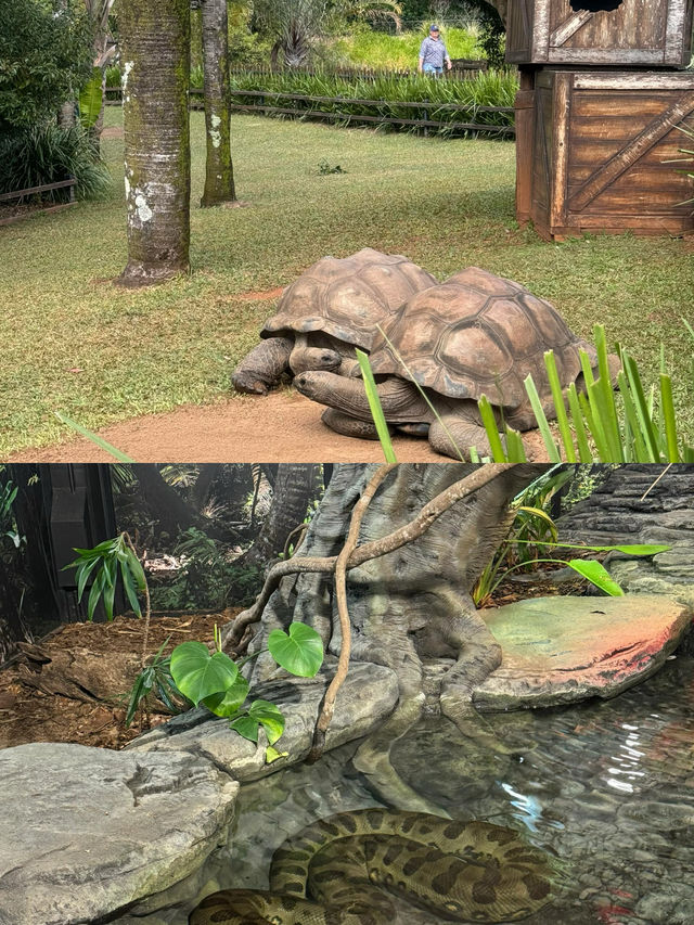 赴一場與樹熊的萌趣之約｜澳洲樹熊主題旅行攻略