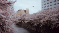 🌸Trip接送機|日本春日出遊指南·東京篇2