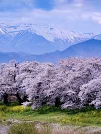白石川畔，千櫻夢幻行