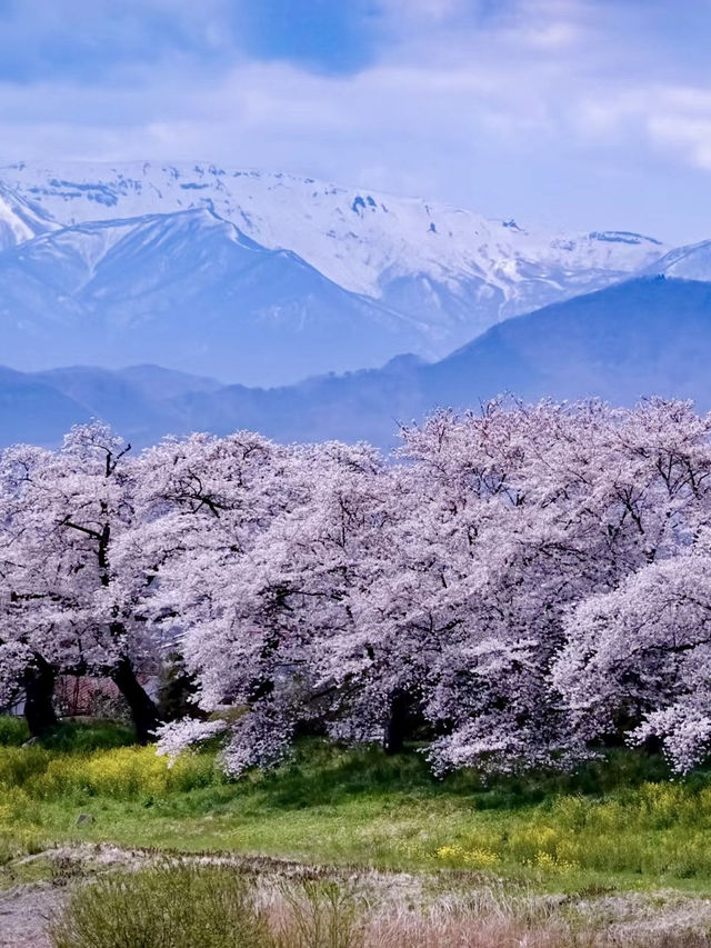 白石川畔，千櫻夢幻行