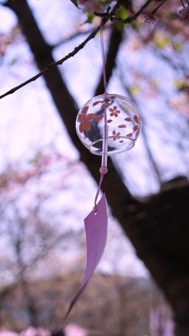 黿頭渚賞花記 黿頭渚賞花記