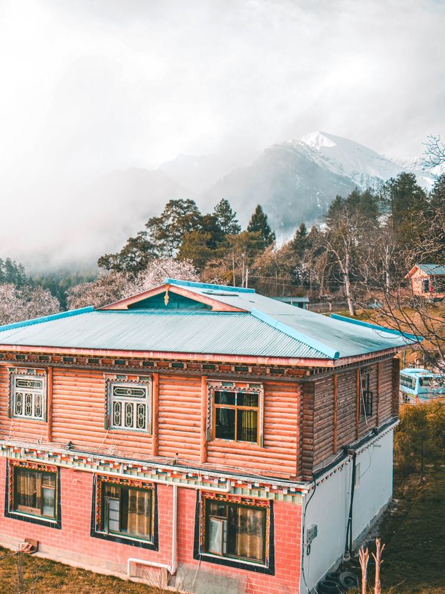 林芝桃花之旅｜來嘎瑪穿藏服釀桃花蜜