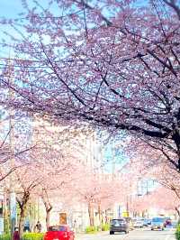 名古屋賞櫻攻略：歷史與現代交織的春日花海！