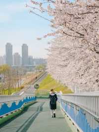 首爾賞櫻全攻略：春日浪漫的韓國櫻花之旅！