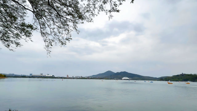 春日的玄武湖，與紫峰共舞