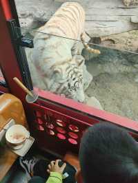 帶娃打卡北京野生動物園的正確姿勢~