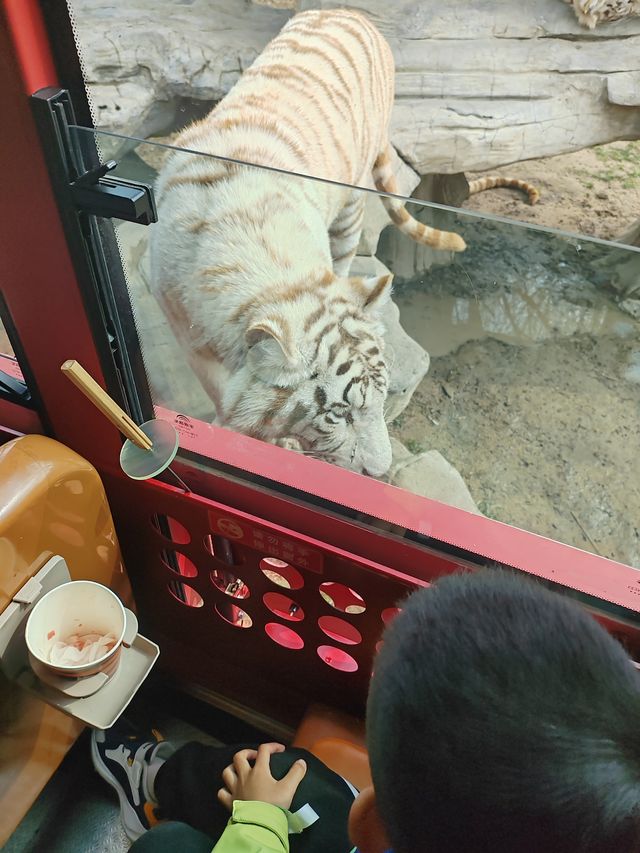 帶娃打卡北京野生動物園的正確姿勢~