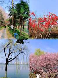 春日來信，在玄武湖瀛洲赴一場花事