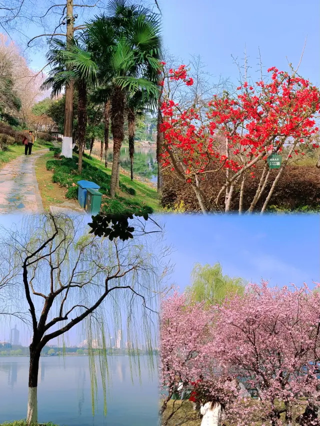 春の便り、玄武湖瀛洲で花見を