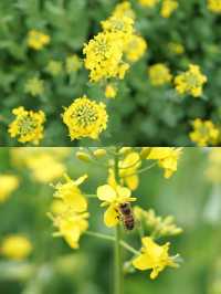 江西上饒賞油菜花‖打卡避坑攻略