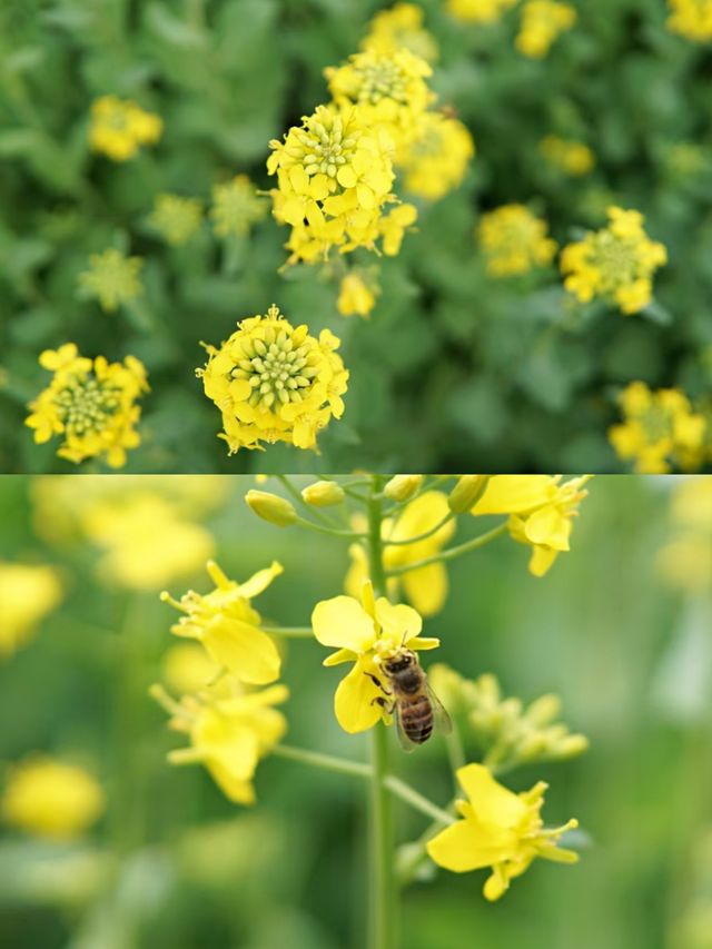 江西上饒賞油菜花‖打卡避坑攻略