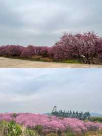 韶關櫻花公園