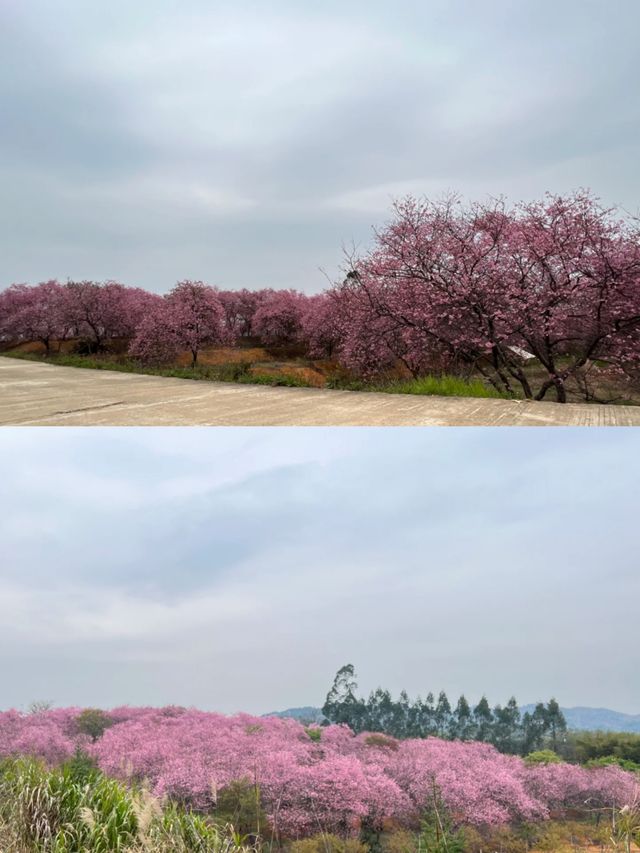 韶關櫻花公園