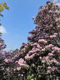 雲端花海 3月梧桐山賞花攻略