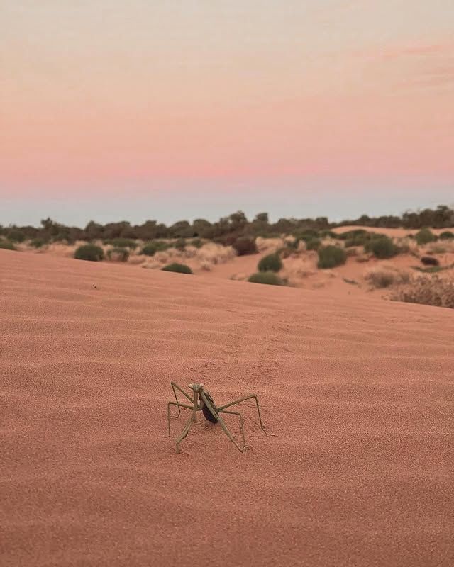 澳洲·米爾迪拉|佩里沙丘：紅色大地上的時光奇蹟！