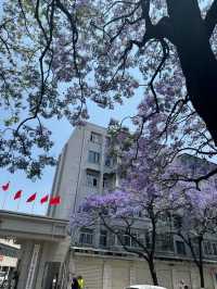 昆明教場中路藍花楹