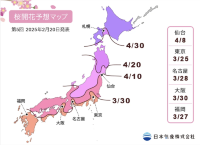 「福岡食買玩三連擊🔥｜西公園千本櫻+美食夜市掃街+234米夜景塔」