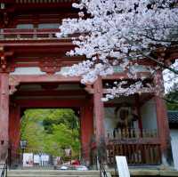 🌸醍醐寺櫻花！3.30實況🌸  