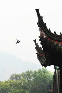 寧波尋春，免費又幽靜的天童寺簡直不要太美