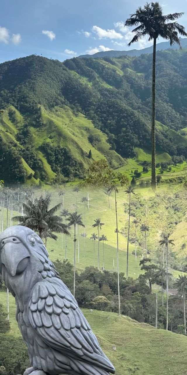 哥倫比亞 Cocora 山谷徒步全攻略：避坑指南，省錢省力！