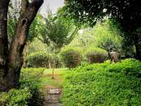 Guangxi Guilin National Forest Park: The Realm of Emerald Plants
