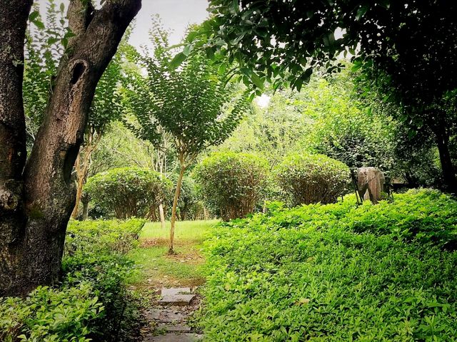 Guangxi Guilin National Forest Park: The Realm of Emerald Plants