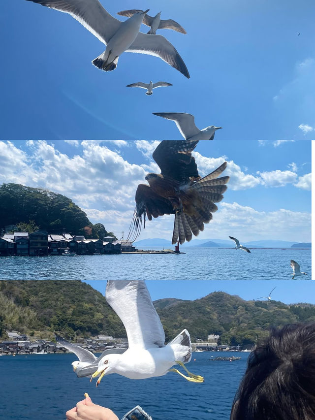 天橋立伊根舟屋一日遊攻略