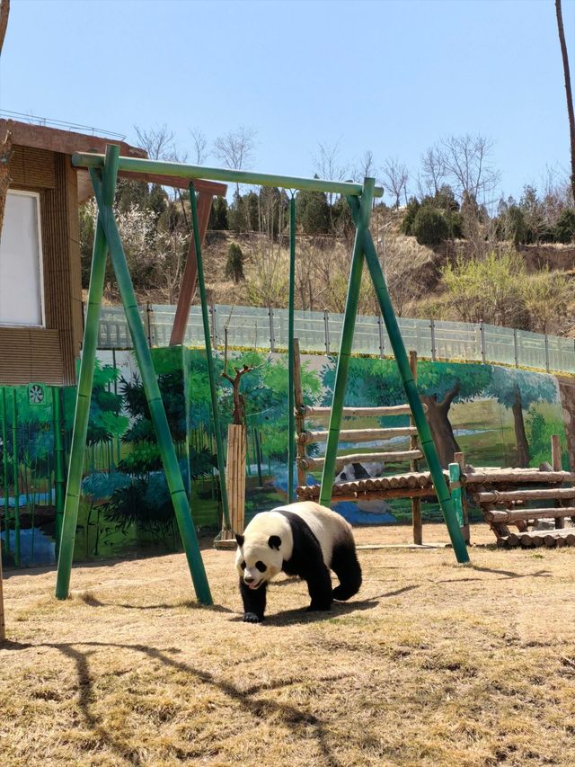 蘭州野生動物園攻略！看萌獸逛海洋，親子遊必打卡