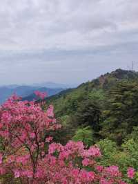 杜鵑花海暴擊｜在鄂東第一峰收割春日限定浪漫