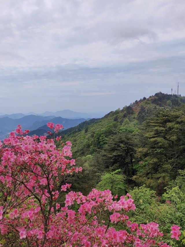 杜鵑花海暴擊｜在鄂東第一峰收割春日限定浪漫