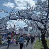 🌸大阪雙城記｜在天守閣賞櫻，到心齋橋撒野🌸